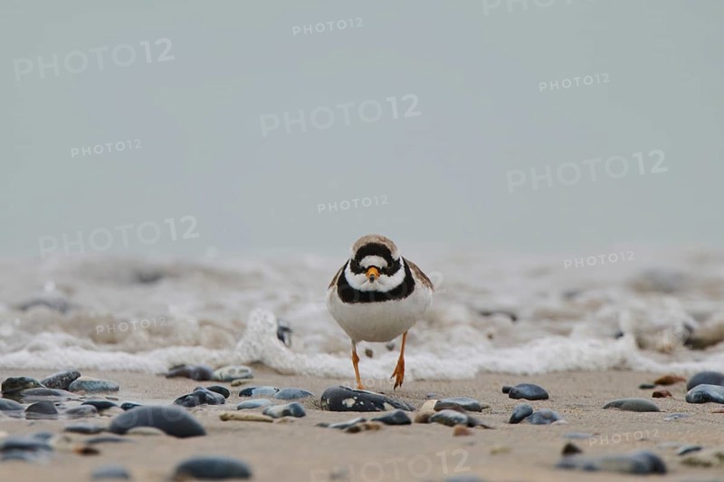 Common ringed plover (Charadrius hiaticula) on the beach, Düne, Helgoland, Schleswig-Holstein, Germany, Europe