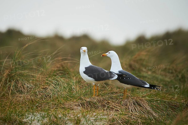 Yellow-legged gull (Larus michahellis) standing in the grass, Düne, Helgoland, Schleswig-Holstein, Germany, Europe