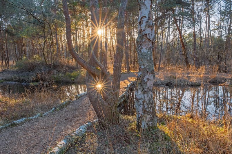 View of a backlit path in the moor adventure trail, Sonnenstrahl, Otternhagener Moor, Resse, Neustadt am Rübenberge, Hanover, Lower Saxony, Germany, Europe