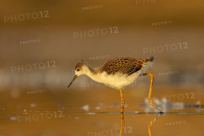 Black-winged Stilt (Himantopus himantopus) juvenile foraging, North Rhine-Westphalia, Germany, Europe