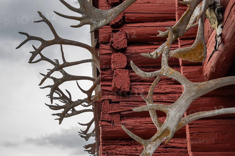 Reindeer antlers overgrown with lichen at Stabbur or high reservoir, Kongsvoll or Kongsvold Fjeldstue, historic mountain hut, Drivdalen valley, Dovrefjell, Oppdal municipality, Trøndelag county, Norway, Europe