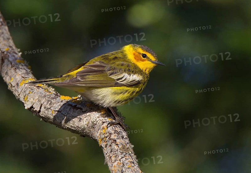 Cape May Warbler (Setophaga tigrina) male, Michigan, USA, North America