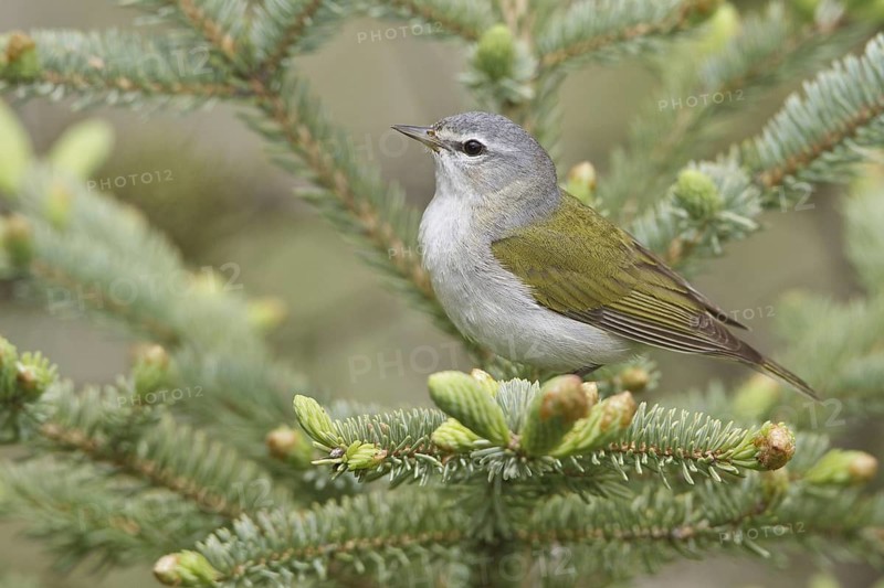 Tennessee Warbler (Leiothlypis peregrina), Manitoba, Canada, North America