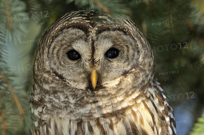 Barred Owl (Strix varia), USA, North America