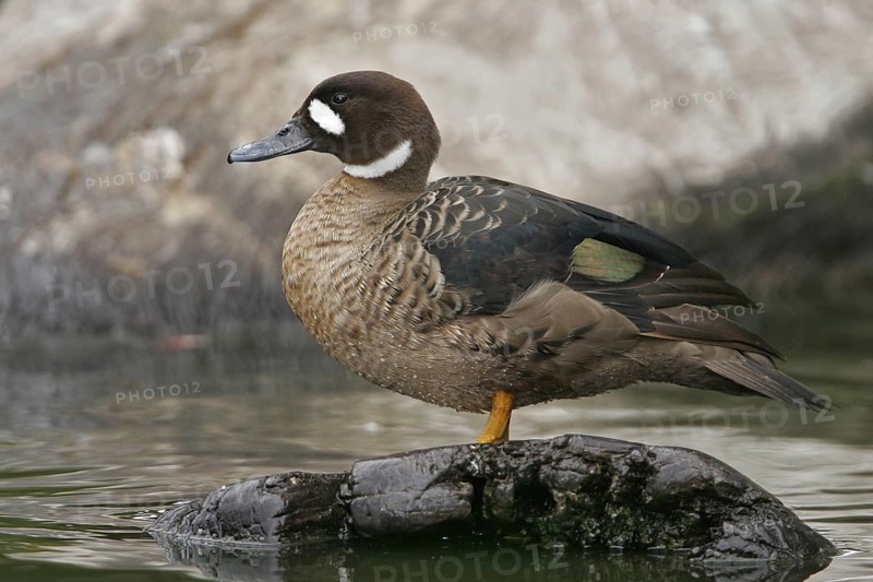 Bronze-winged Duck (Speculanas specularis), California, USA, North America