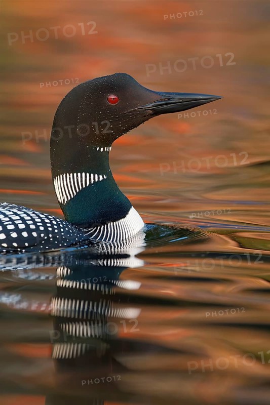 Common Loon : Lake Nettie : Presque Isle County, MI