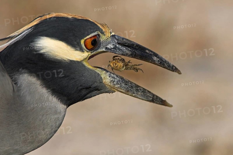 Yellow-crowned Night Heron (Nyctanassa violacea), Florida, USA, North America