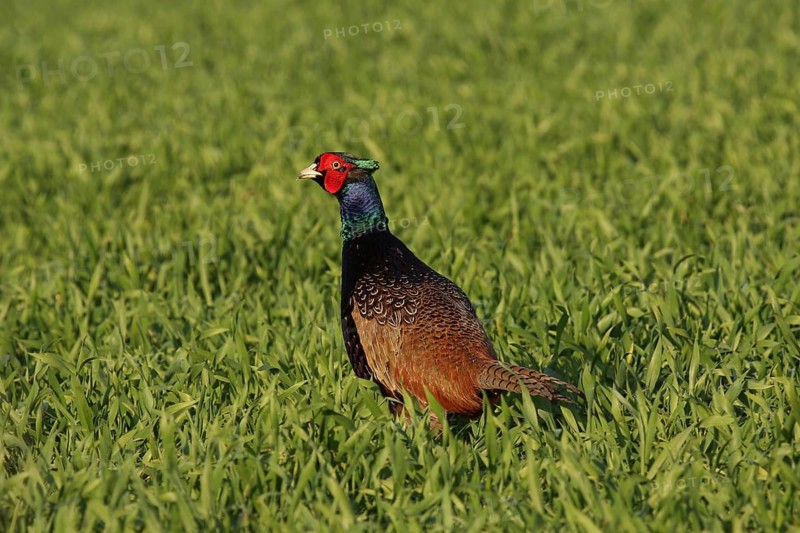 Common Pheasant (Phasianus colchicus) male, Lower Saxony, Germany, Europe