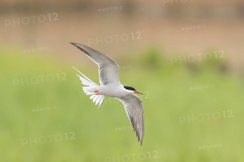 Common tern (Sterna hirundo) hovering over a marsh. Bas Rhin, Alsace, France, Europe