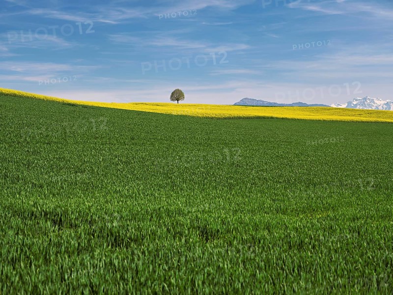 Small lime tree (Tilia), in a field of flowering rape, in the background the snow-covered Alps and the Rigi, Winterschwil, Freiamt, Canton Aargau, Switzerland, Europe