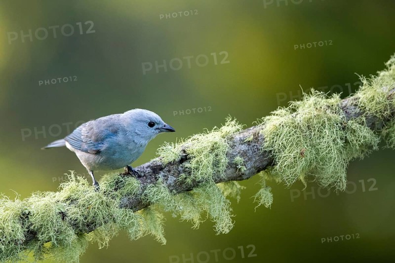 Blue-grey Tanager (Thraupis episcopus) perched on a mossy branch, Solola, Guatemala, Central America