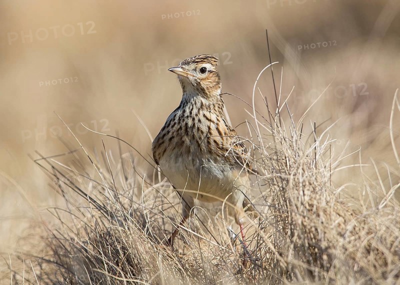 Eurasian Skylark (Alauda arvensis) in field, Wales, United Kingdom, Europe