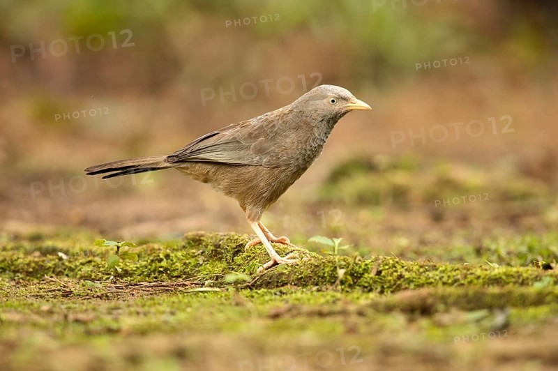 Yellow-billed Babbler (Turdoides affinis), Kutugala, Sri Lanka, Asia