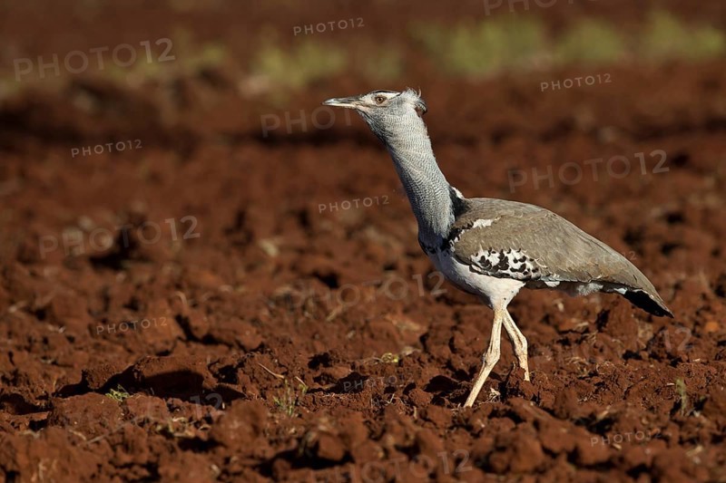 Kori Bustard (Ardeotis kori struthiunculus) male, Oromia, Ethiopia, Africa