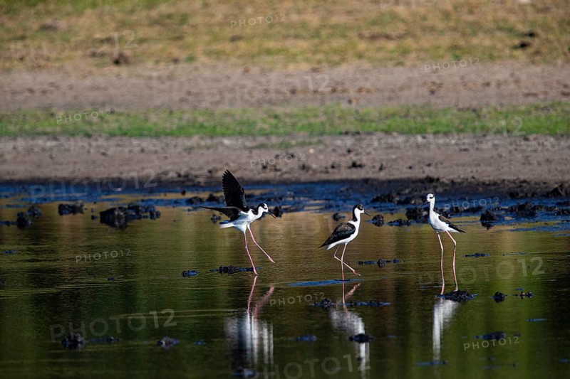 Black-necked Black-winged Stilt (Himantopus mexicanus) Pantanal Brazil