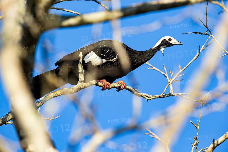 Blue-throated guan (Pipile cumanensis) Pantanal Brazil