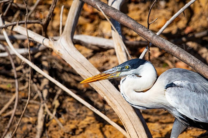 Cocoi Heron (Ardea cocoi) Pantanal Brazil