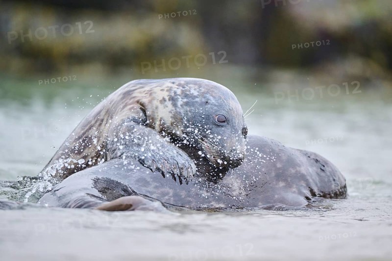 Grey seal (Halichoerus grypus) playing with each other in the water, sea, Düne, Helgoland, Schleswig-Holstein, Germany, Europe