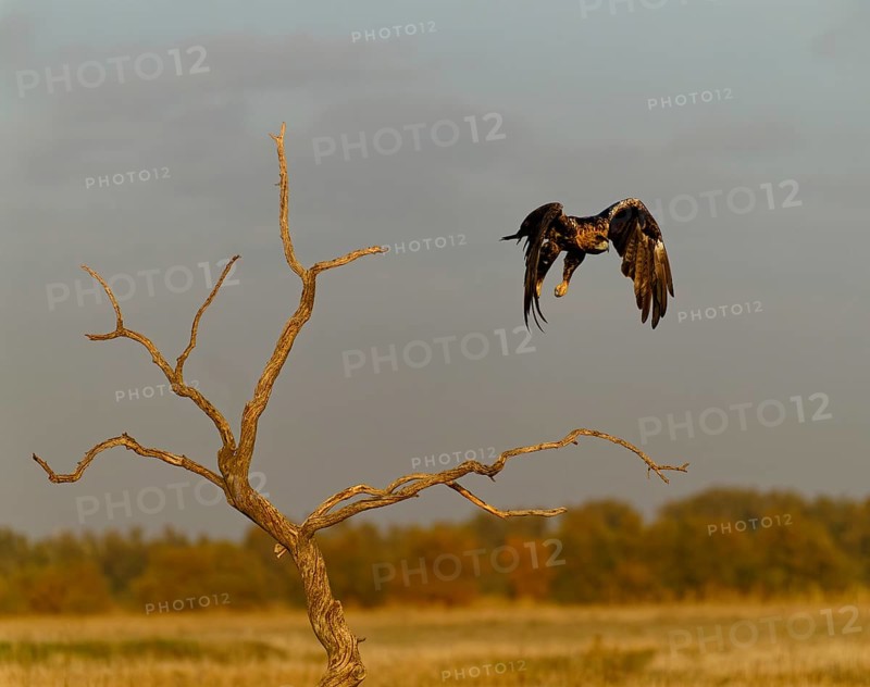 Spanish imperial eagle (Aquila adalberti) in flight at first morning light, Castilla-La Mancha, Spain, Europe