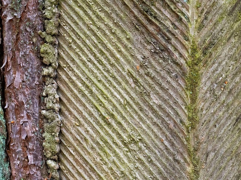 Live resin on a pine trunk, Müritz National Park, Mecklenburg-Western Pomerania, Germany, Europe