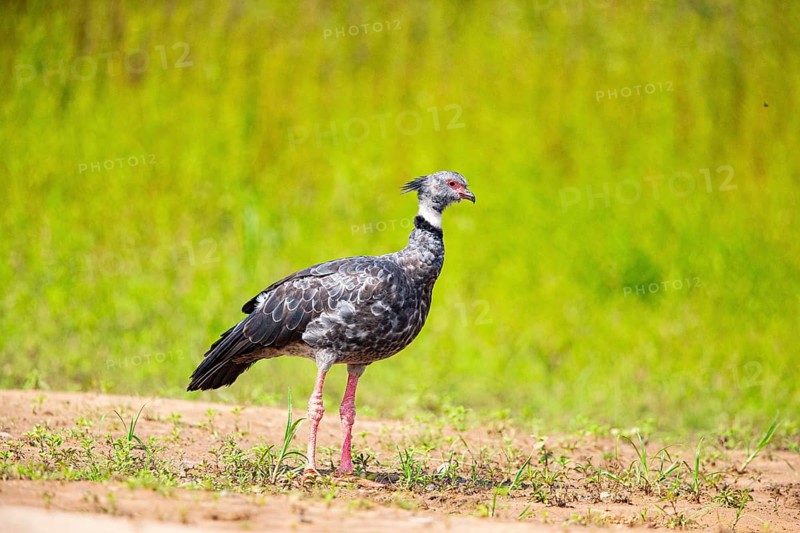 Collared Weirbird (Chauna torquata) Pantanal Brazil