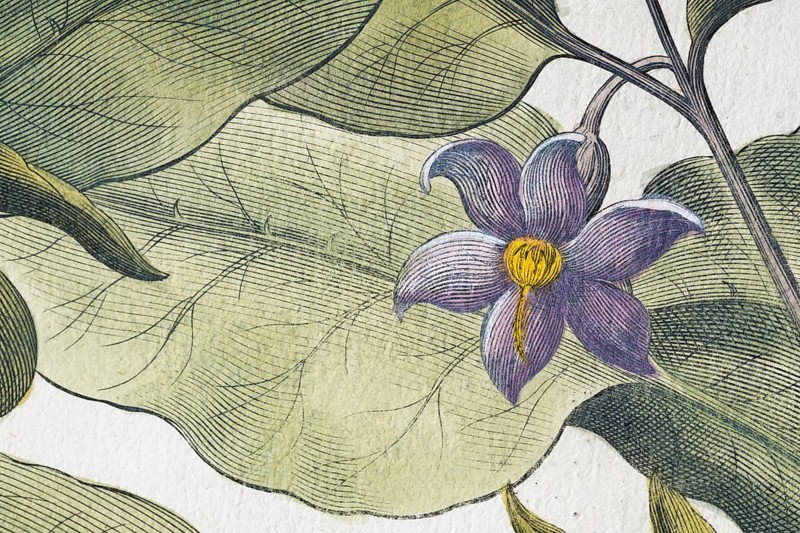 Flower, aubergine (Solanum melongena) or egg plant, hand-coloured copperplate engraving by Basilius Besler, from Hortus Eystettensis, 1613
