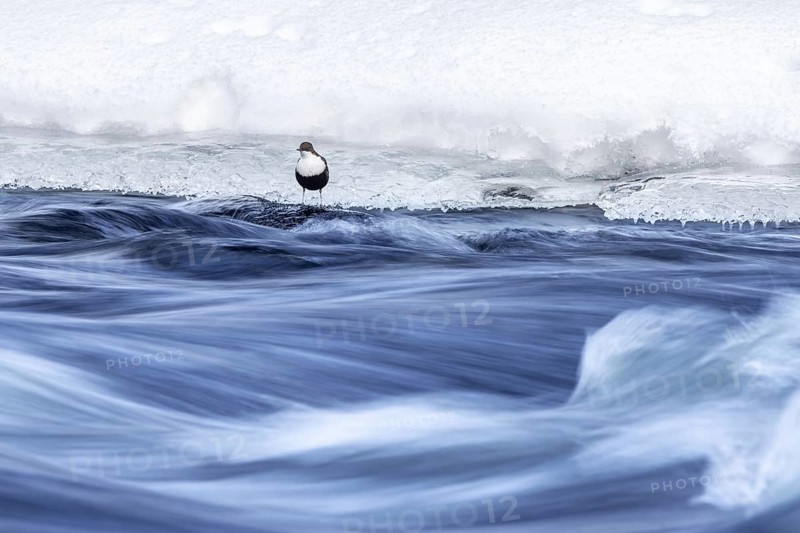 Northern white-throated dipper (Cinclus cinclus cinclus) foraging along frozen stream in winter, Scandinavia