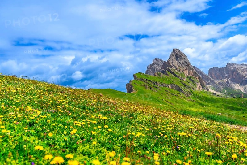 Vibrant wildflowers blooming on the slopes of seceda mountain in the dolomites, italy, creating a stunning summer landscape