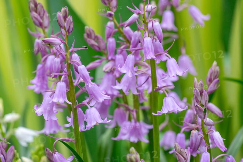 Purple bluebell (Hyacinthoides) with green leaves in the background in a natural environment, Münsterland, North Rhine-Westphalia, Germany, Europe