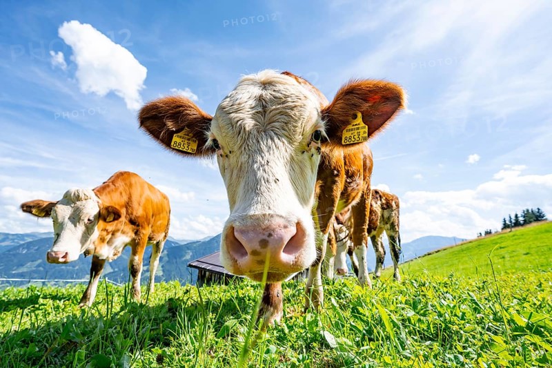 Two young curious calves (Bos primigenius taurus), cows on an alpine meadow, stretching their snouts towards the camera, Simmental cattle, Hochbrixen, Brixen im Thale, Tyrol, Austria, Europe