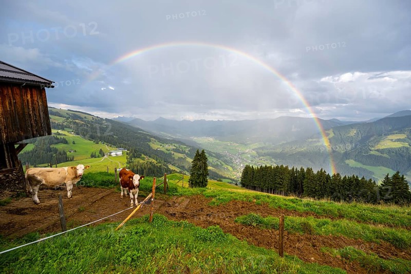 Cows on an alpine meadow, alpine huts, view over the Brixen valley with rainbow, Hochbrixen, Brixen im Thale, Kitzbühel Alps, Tyrol, Austria, Europe