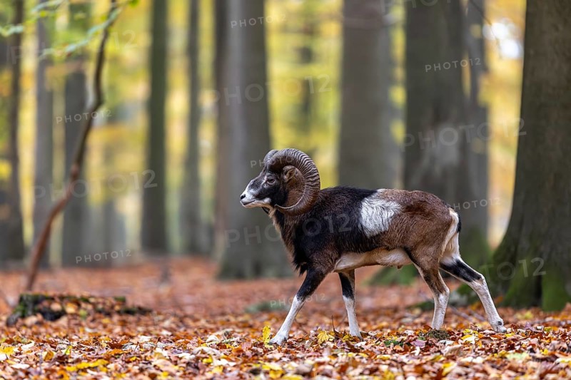 European mouflon (Ovis aries musimon, Ovis gmelini musimon) ram, male with big horns in forest during the rut in autumn, fall