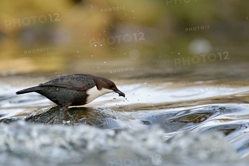 White-throated Dipper (Cinclus cinclus) foraging, North Rhine-Westphalia, Germany, Europe