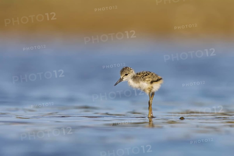 Black-winged Stilt (Himantopus himantopus) chick foraging, North Rhine-Westphalia, Germany, Europe