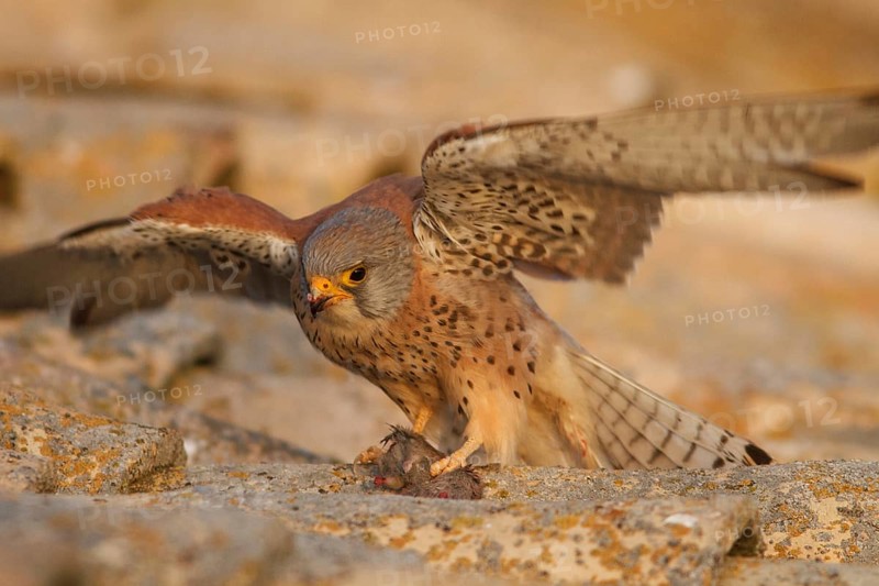Lesser Kestrel (Falco naumanni), male eating a mouse on roof, Castile-La Mancha