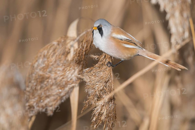 Bearded Reedling (Panurus biarmicus) male perched on reed, Piedmont, Italy, Europe
