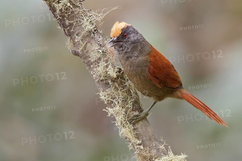 Light-crowned Spinetail (Cranioleuca albiceps) perched on a branch in Bolivia, South America