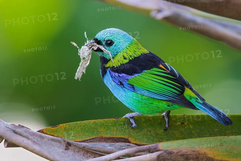 Green-headed Tanager (Tangara seledon) perched on a branch in the Atlantic rainforest of southeast Brazil