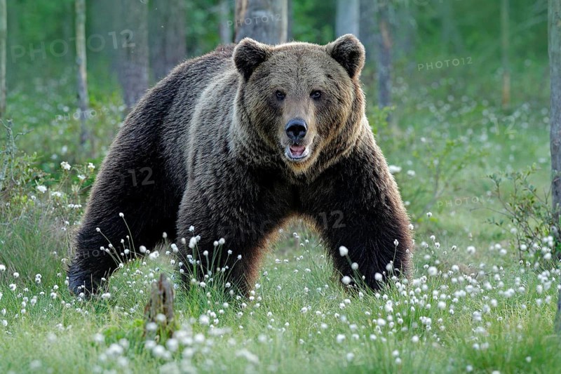Brown bear walking in forest, morning light. Dangerous animal in nature taiga and meadow habitat. Wildlife scene from Finland near Russian border. Cotton grass bloom around the lake, summer