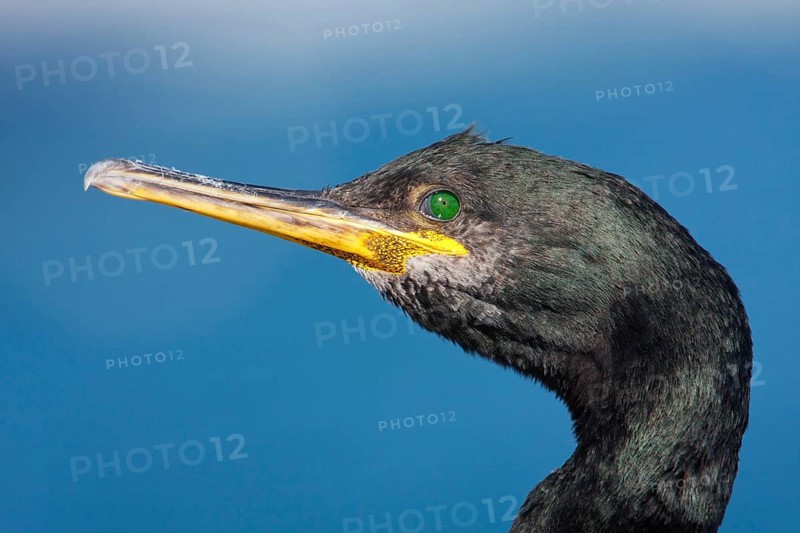 European Shag (Phalacrocorax aristotelis), Mallorca, Spain, Europe