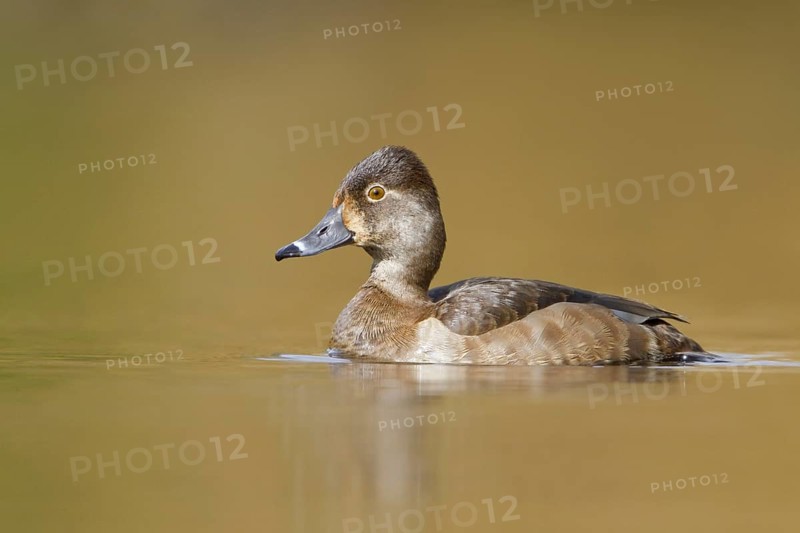 Ring-necked Duck (Aythya collaris) female, British Columbia, Canada, North America