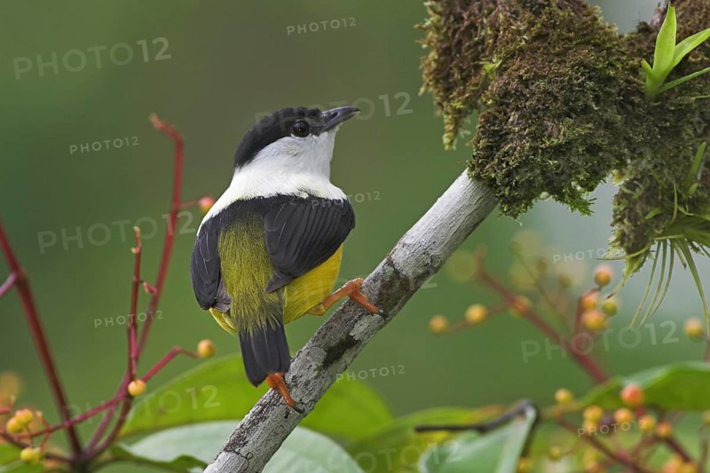 White-collared Manakin (Manacus candei) male, Costa Rica, Central America