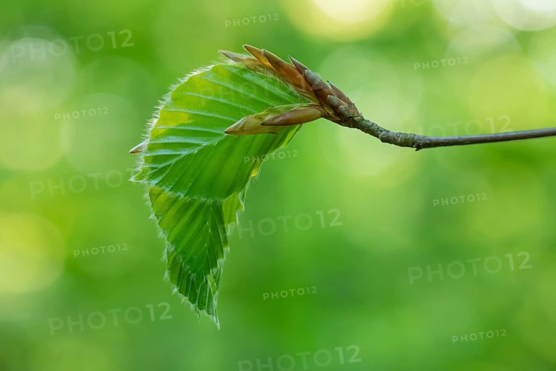 Delicate awakening - fresh beech leaves in the spring light. Beech leaves after new shoots in spring