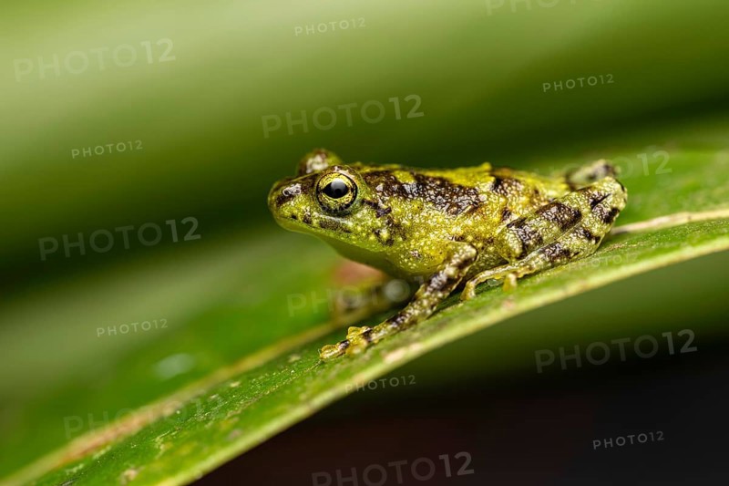 A frog of the genus Spinomantis sp. in the rainforests of Marojejy National Park in north-east Madagascar