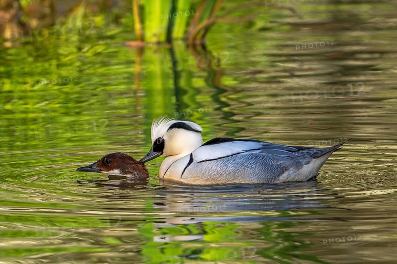 Smew (Mergellus albellus, Mergus albellus) pair, male biting female in neck while mating in pond in spring