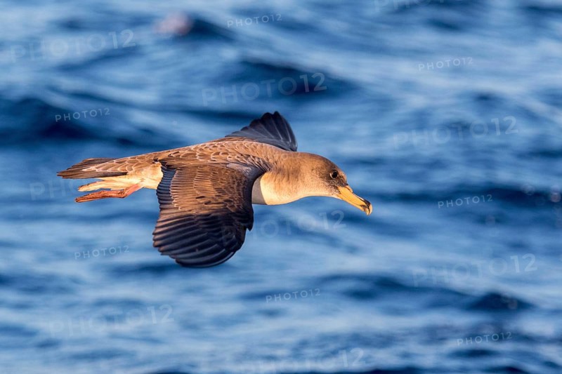 Cory's Shearwater (Calonectris borealis) flying, Ibiza, Spain, Europe