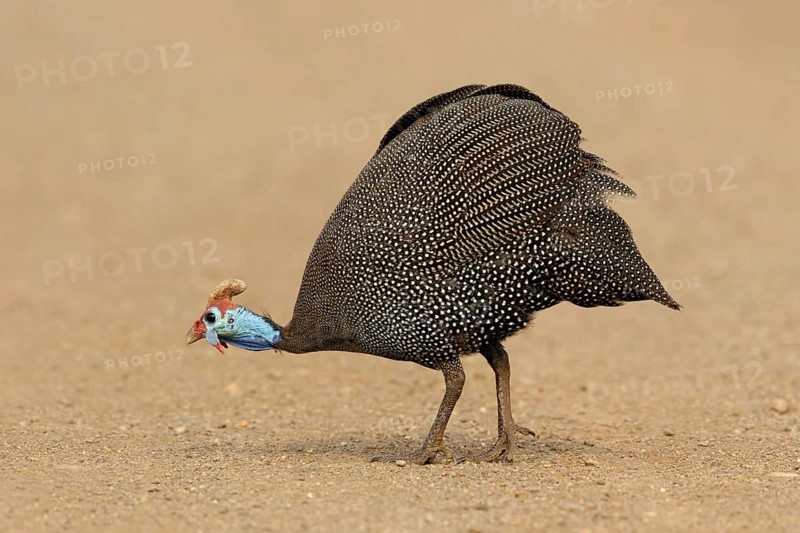 Helmparelhoen, Helmeted guineafowl, Numida meleagris