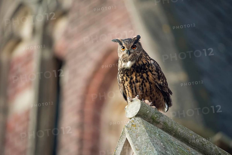 Eurasian Eagle-Owl (Bubo bubo) perched on the roof of a church, North Rhine-Westphalia, Germany, Europe