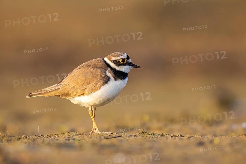 Little Ringed Plover (Charadrius dubius) female, North Rhine-Westphalia, Germany, Europe