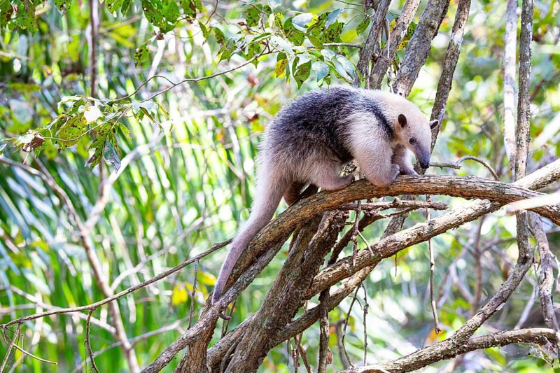 Southern tamandua (Tamandua tetradactyla) Pantanal Brazil